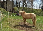 79 Sul sentiero che scende a Sonzogno bel cavallo alla cascina